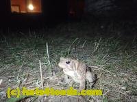 /home//u458753944/public_html/sourcegallery/////////////////////////////////Frogs/Bullfrogs 2016-08 Ontario/P8101475.JPG